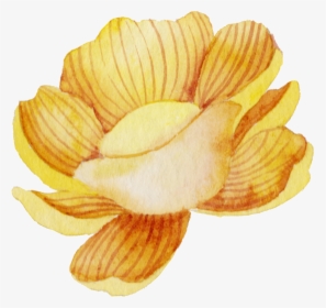 Hand Drawn A Watercolor Flower Png Transparent - Potato Chip, Png Download, Free Download