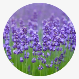 Soothing Foot Cream Lavender & Mint - Lavender Types Of Purple Flowers, HD Png Download, Free Download