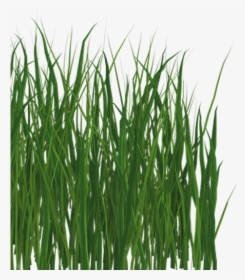 Sweet Grass, HD Png Download, Free Download