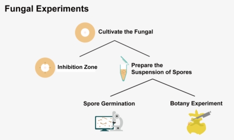 The Flow Chart Of Fungi Experiments - Flow Diagram In Experiments, HD Png Download, Free Download