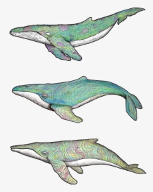 3 Whales Edit 2 - Humpback Whale, HD Png Download, Free Download