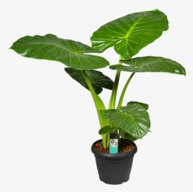 Alocasia Calidora Red, HD Png Download, Free Download