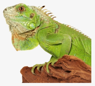 Iguana Book, HD Png Download, Free Download