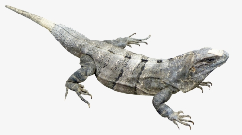 Iguana Png, Transparent Png, Free Download