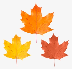 Yellow Leaf Png , Png Download, Transparent Png, Free Download