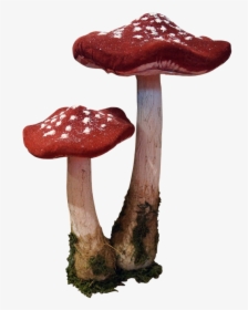 Mushroom, HD Png Download, Free Download