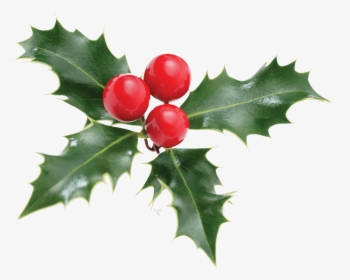 Holly Santa Claus Christmas Plant Poo-pourri - Holly Christmas Plant, HD Png Download, Free Download