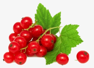 Red Currant Png High-quality Image - Currants Red, Transparent Png, Free Download