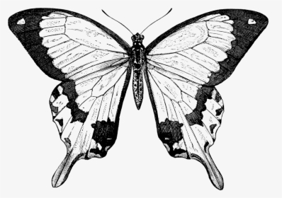 Collection Of Free Butterfly Drawing Nature Download - Butterfly Png Black And White, Transparent Png, Free Download
