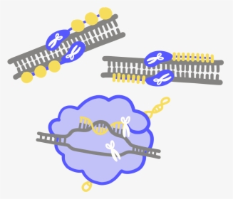 Genome Editing, HD Png Download, Free Download