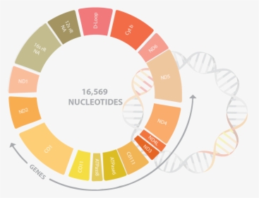 Mitochondrial Dna Sequence, HD Png Download, Free Download
