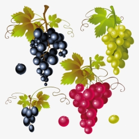 Grape Vine Vector Png - Transparent Background Grapes Png, Png Download, Free Download