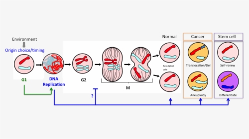 G1 Phase Of Cell Cycle, HD Png Download, Free Download