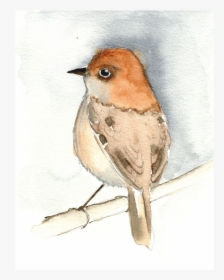 Bird Watercolour Jpeg - European Robin, HD Png Download, Free Download