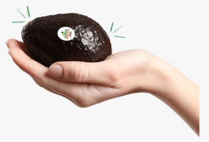 Avocado In Hand Png, Transparent Png, Free Download