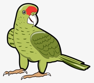 Recursos Gráficos Para Diseñadores, Jóvenes Y Profesores - Parakeet, HD Png Download, Free Download