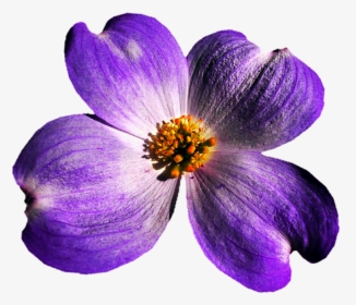 Purple By Jeanicebartzen On, HD Png Download, Free Download