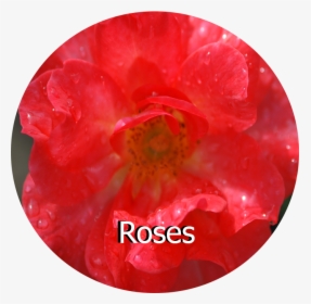 Roses - Begonia, HD Png Download, Free Download