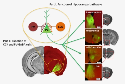 Neural Pathways Arising From The Ventral Hippocampus - Circle, HD Png Download, Free Download