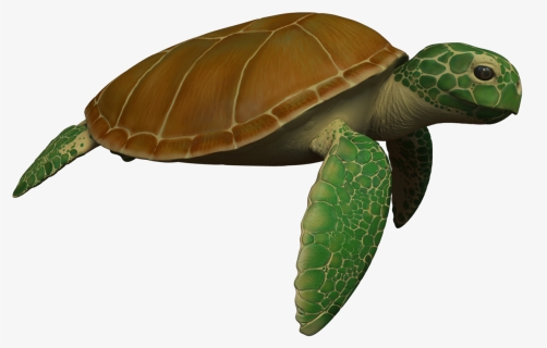 Animated Sea Turtle Wallpaper Iphone Wallpapersafari - Sea Turtle Transparent Animated, HD Png Download, Free Download