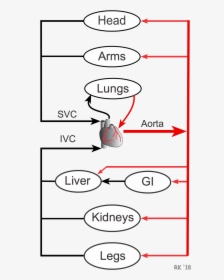 Transparent Circulatory System Png - Parallel Vs Series Circulation, Png Download, Free Download