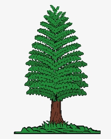 Pine Trees Of Angus On - Trees Timber Cartoon, HD Png Download, Free Download