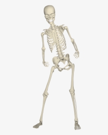 Real Skeleton Transparent Png, Png Download, Free Download