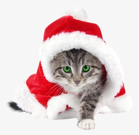 Christmas Cat Png, Transparent Png, Free Download