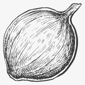 Bbqshakes Onion - Line Art, HD Png Download, Free Download