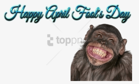 Free Png Download Happy Birthday Funny Smile Png Images - Happy Birthday Funny Background, Transparent Png, Free Download