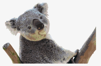 Graphic And Content - Koala, HD Png Download, Free Download