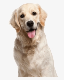 Happy Dog After Seeing Chicago Vet Bruce Silverman - Transparent Golden Retriever Png, Png Download, Free Download