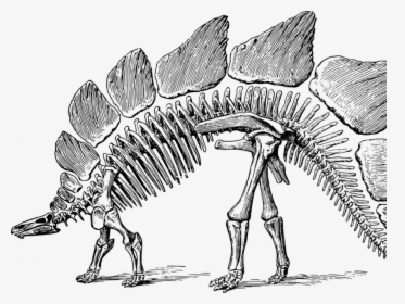 Transparent Fossils Png - Dibujos Fosiles De Dinosaurios, Png Download, Free Download
