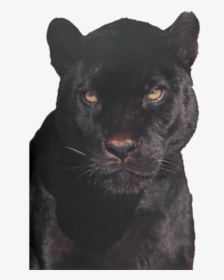 Image - Black Panther, HD Png Download, Free Download