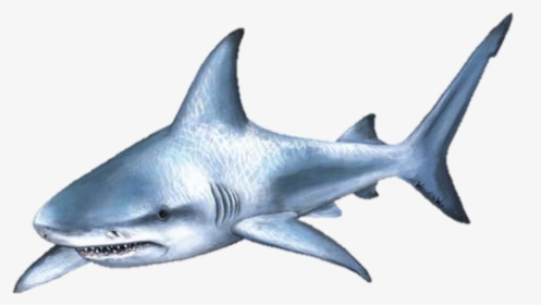 Shark Attack Png - Great White Shark Cut Outs, Transparent Png, Free Download