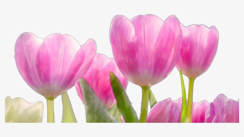 Beautiful Watercolor Pink Flowers Png - Good Morning Beautiful Scenery, Transparent Png, Free Download