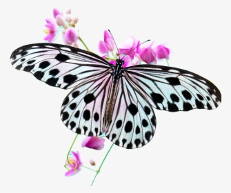 Butterfly Hd, HD Png Download, Free Download