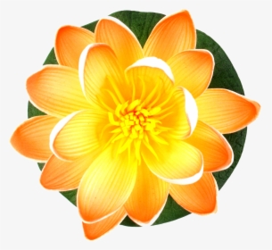 Beautiful Lily Flower Png Images Download Free - Lily, Transparent Png, Free Download
