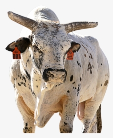 Pbr Bull Standings 2019, HD Png Download, Free Download