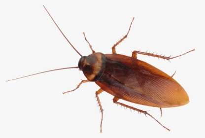 Cockroach Removal Control By Swat Pest Control Ltd - American German Cockroach Cockroach, HD Png Download, Free Download