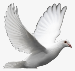 Dove Flying With Transparent Background, HD Png Download, Free Download