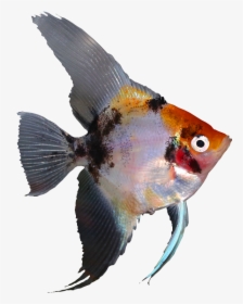 Pomacentridae, HD Png Download, Free Download