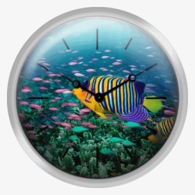 Regal Angelfish And Purple Anthias In Coral Reef Digital - Fish At London Zoo, HD Png Download, Free Download