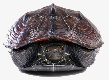 Turtle Png Free Download - Turtle, Transparent Png, Free Download