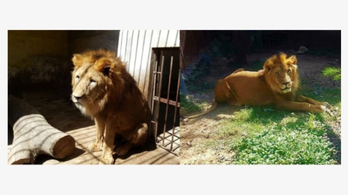 Untitled Design - Masai Lion, HD Png Download, Free Download