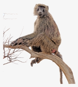 Baboon Transparent - Baboons Png, Png Download, Free Download