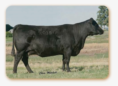 Er Barbara Perfection K075 - Dairy Cow, HD Png Download, Free Download