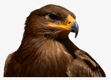Eagle Brown Isolated - Eagle, HD Png Download, Free Download