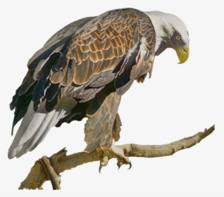 Eagle, HD Png Download, Free Download