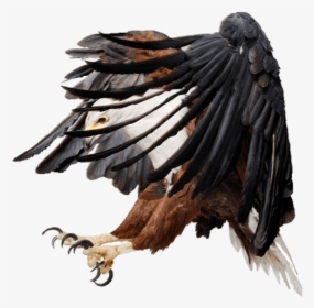 Transparent Png Fish Eagle, Png Download, Free Download